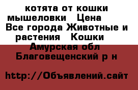 котята от кошки мышеловки › Цена ­ 10 - Все города Животные и растения » Кошки   . Амурская обл.,Благовещенский р-н